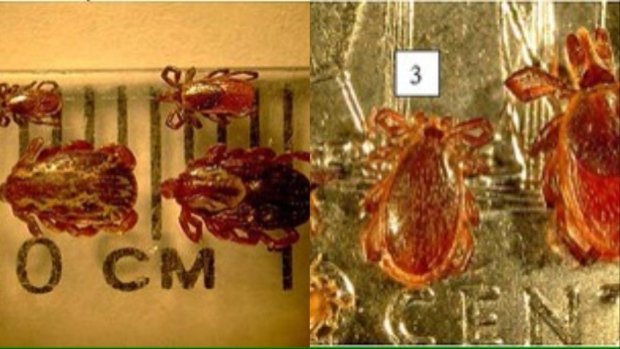 تفشي القراد في كندا